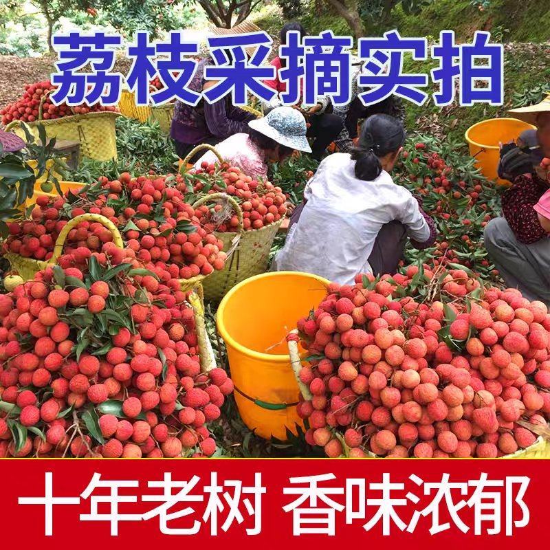 【灵山荔枝】糯米糍荔枝/鸡嘴荔枝/果农直发/全国代收代发