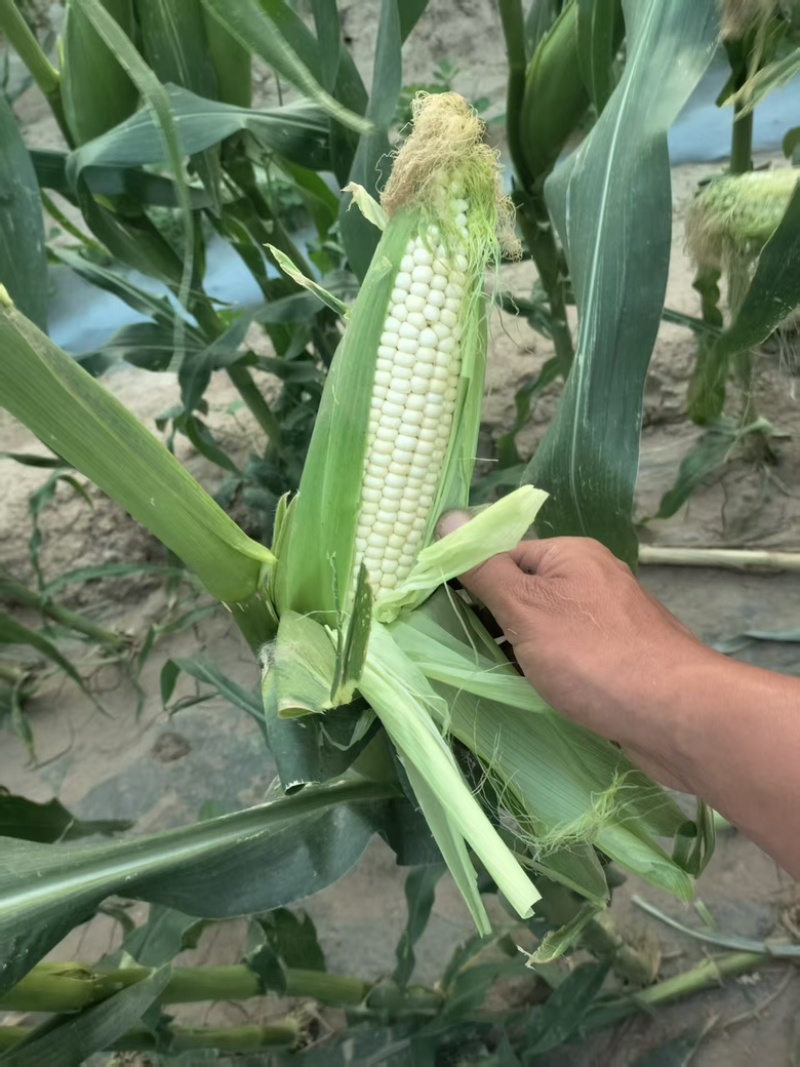 精品万糯早白玉米场地供应量大从优质量保证欢迎咨询