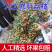 【灵山荔枝】糯米糍荔枝/鸡嘴荔枝/果农直发/全国代收代发