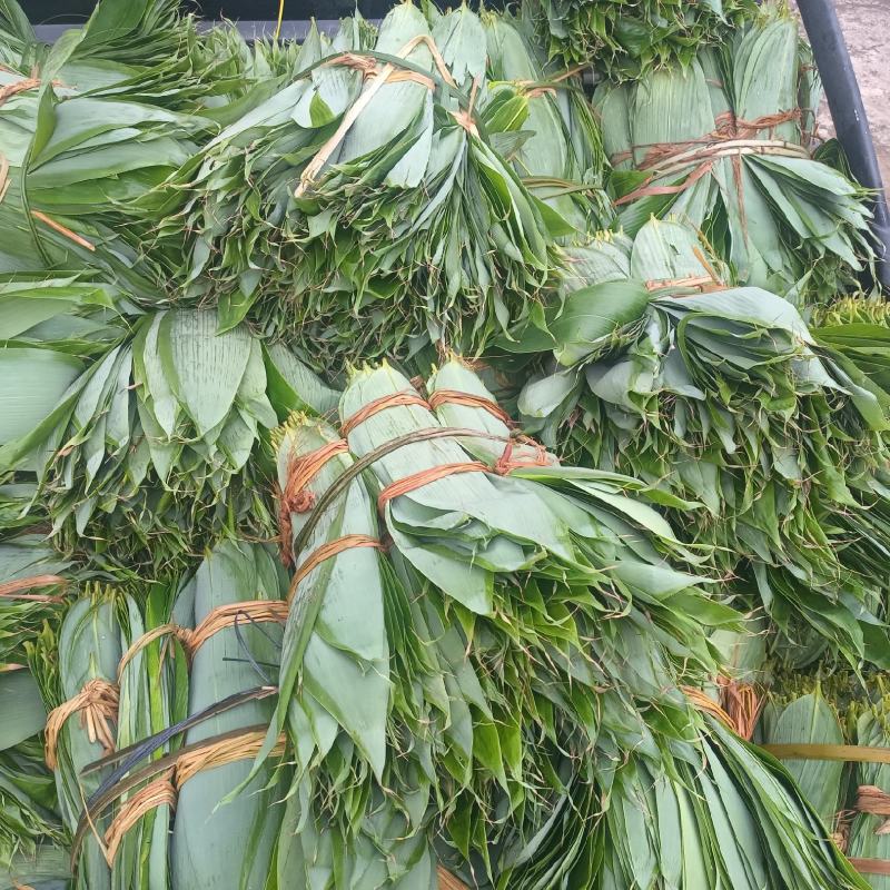 新鲜粽叶