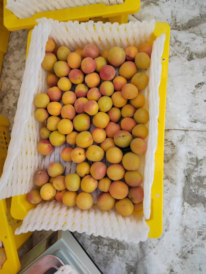 精品小红杏产地直发量大从优质量保证欢迎咨询