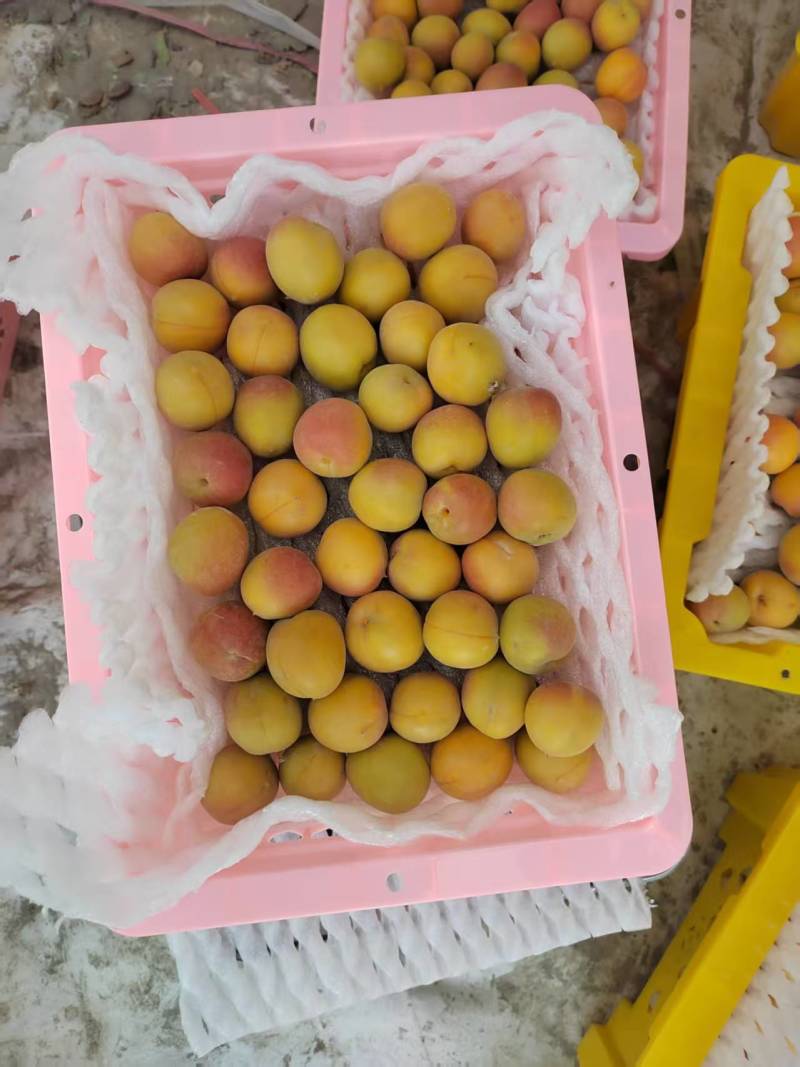 精品小红杏产地直发量大从优质量保证欢迎咨询