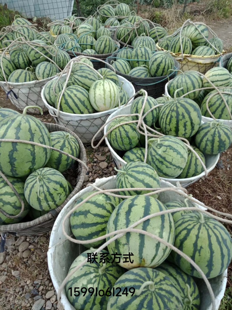 美都，8424冰糖瓜，