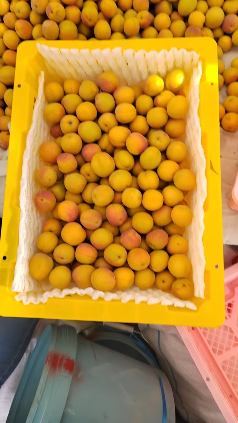 精品小红杏产地直发量大从优质量保证欢迎咨询