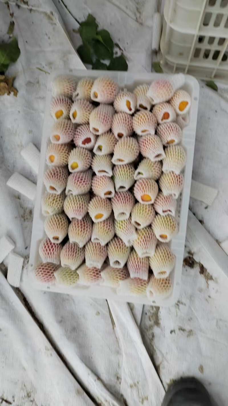 精品小红杏产地直发量大从优质量保证欢迎咨询