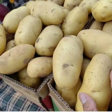 湖北精品实验一土豆大量上市品质保证量大从优一手货