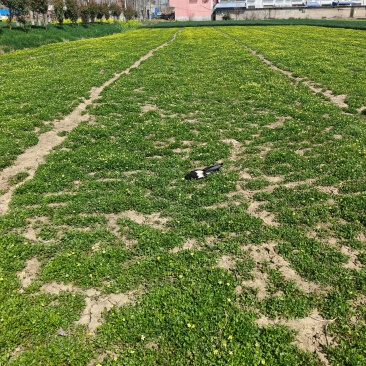 猫爪草水洗自然晾晒***，量大价格可谈！
