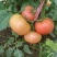 大红西红柿大量上市全国代发可对接市场档口商超电商规格齐全