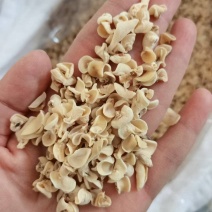 木耳芽子木耳碎黑木耳芽子木耳碎电商供货社区团购批发