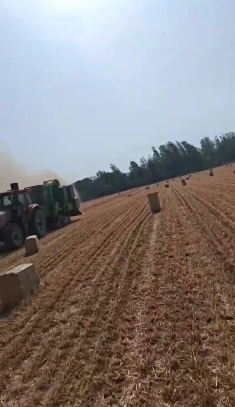 河南小麦秸秆品质保证三次柔丝除尘无土无膜欢迎联系