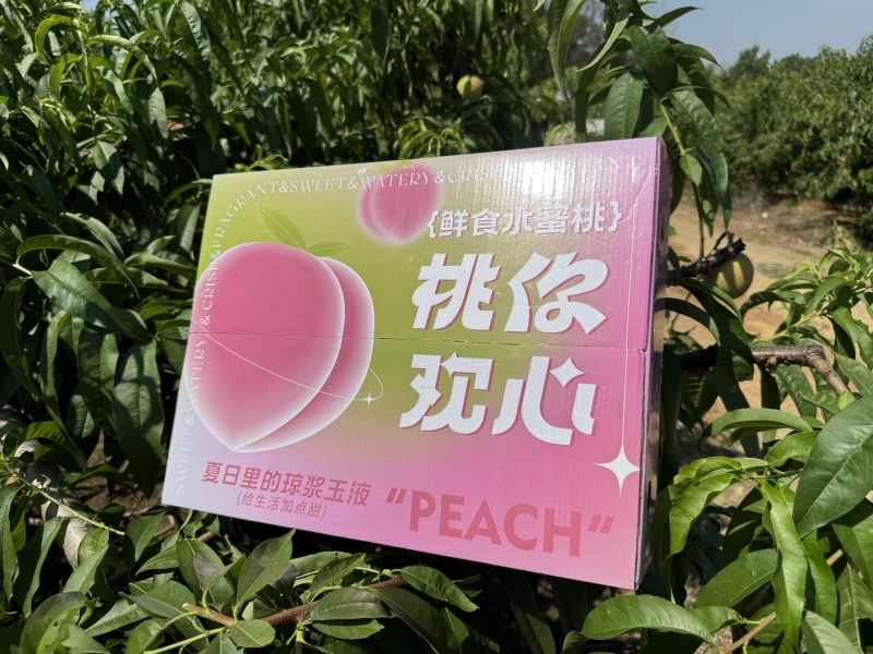 湖北屈家岭农场突围水蜜桃毛桃上市，提供一件代发，大货走车