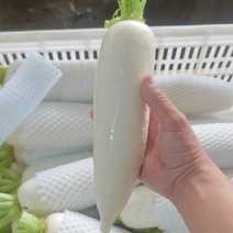 出口山东白萝卜，莱西白萝卜，深耕质量，包装，仓储物流