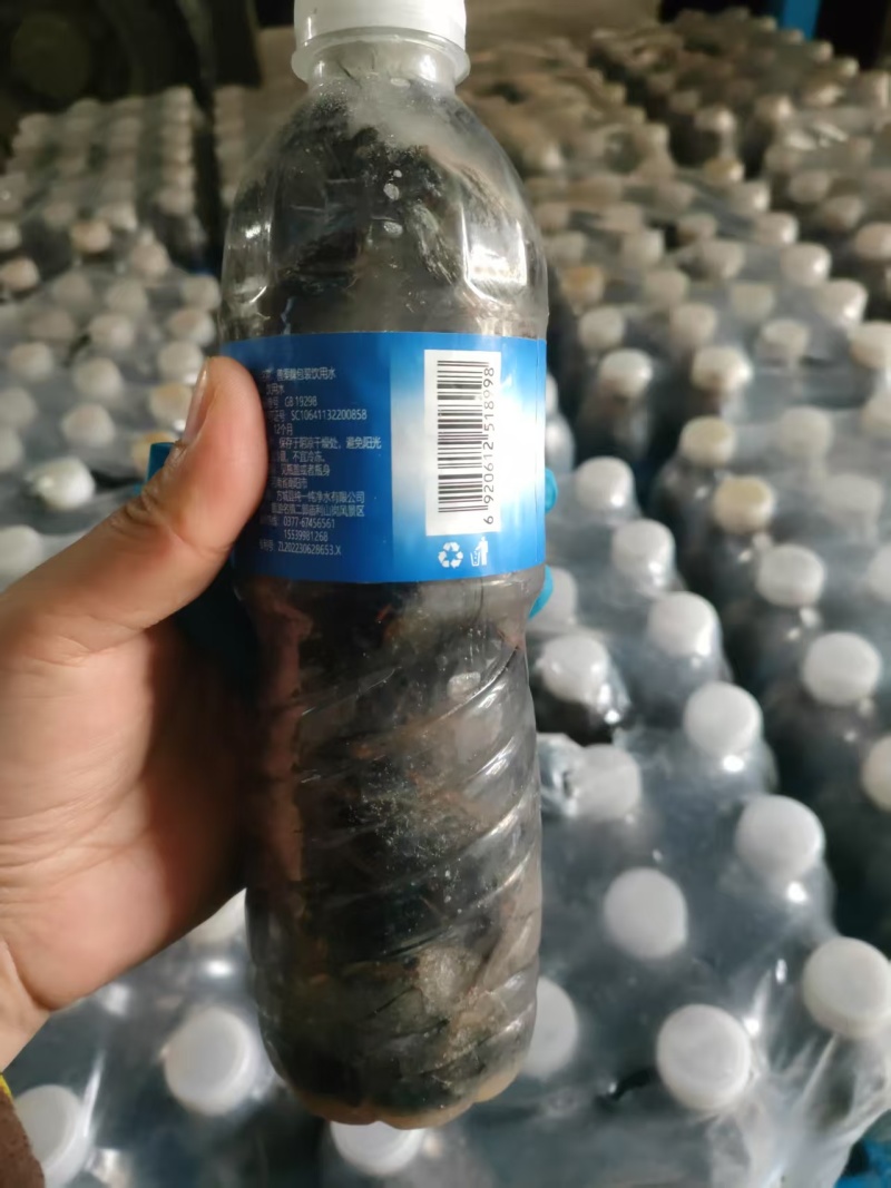 精品黑蝉，自家养殖，可视频看货，量大从优