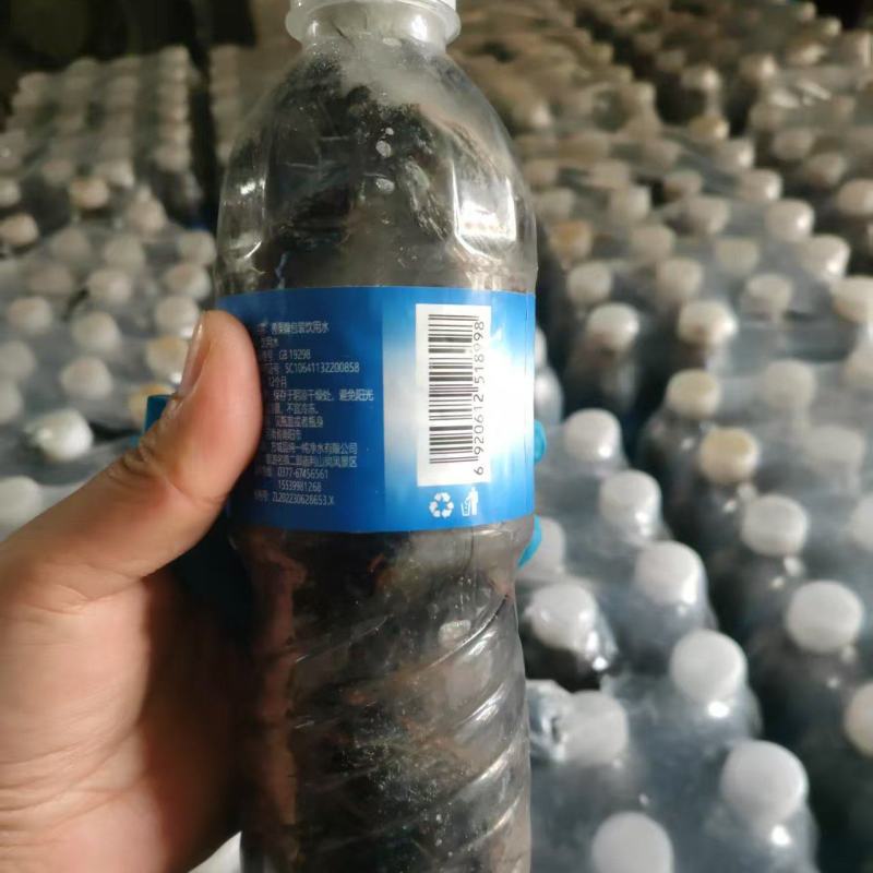 精品黑蝉，自家养殖，可视频看货，量大从优