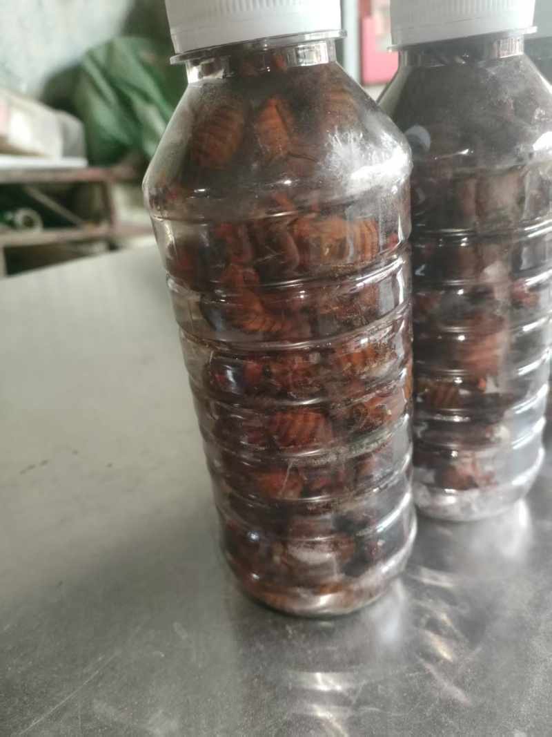 精品红蝉，大量有货，欢迎各位老板咨询采购