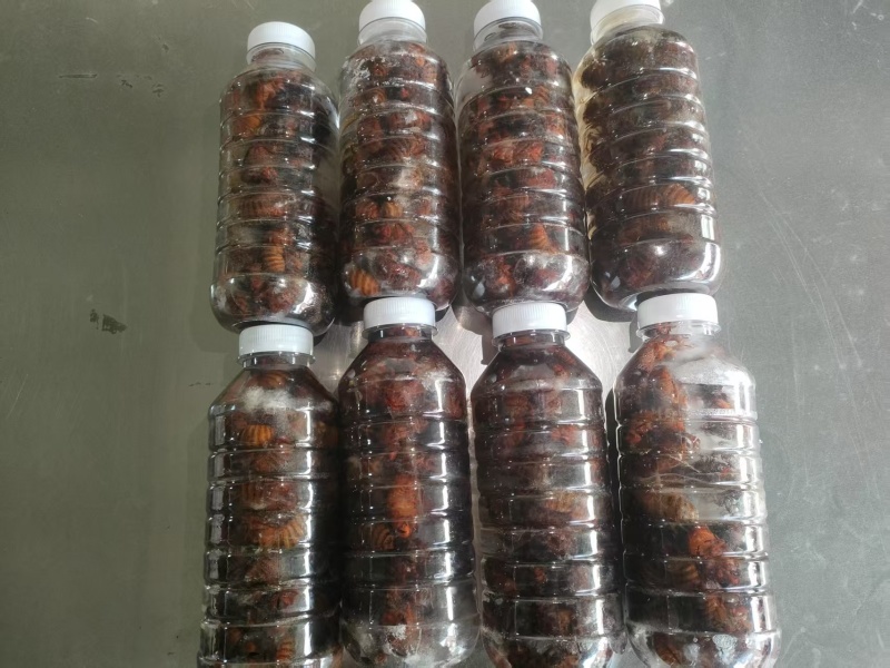 精品红蝉，大量有货，欢迎各位老板咨询采购