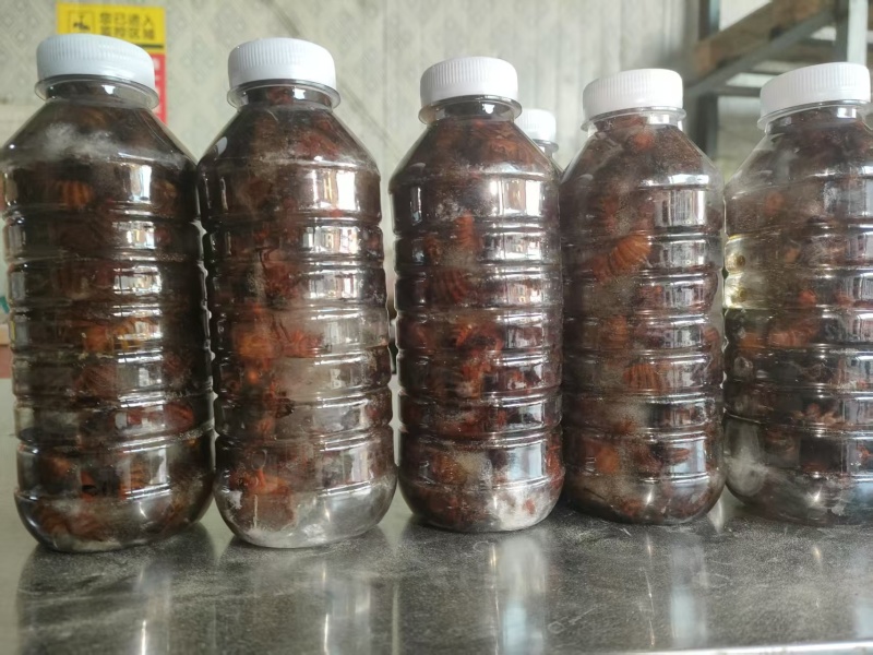 精品红蝉，大量有货，欢迎各位老板咨询采购