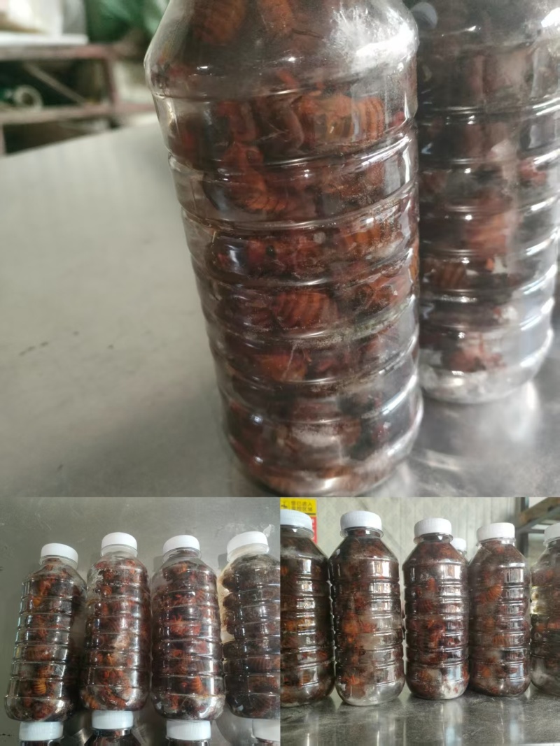 精品红蝉，大量有货，欢迎各位老板咨询采购