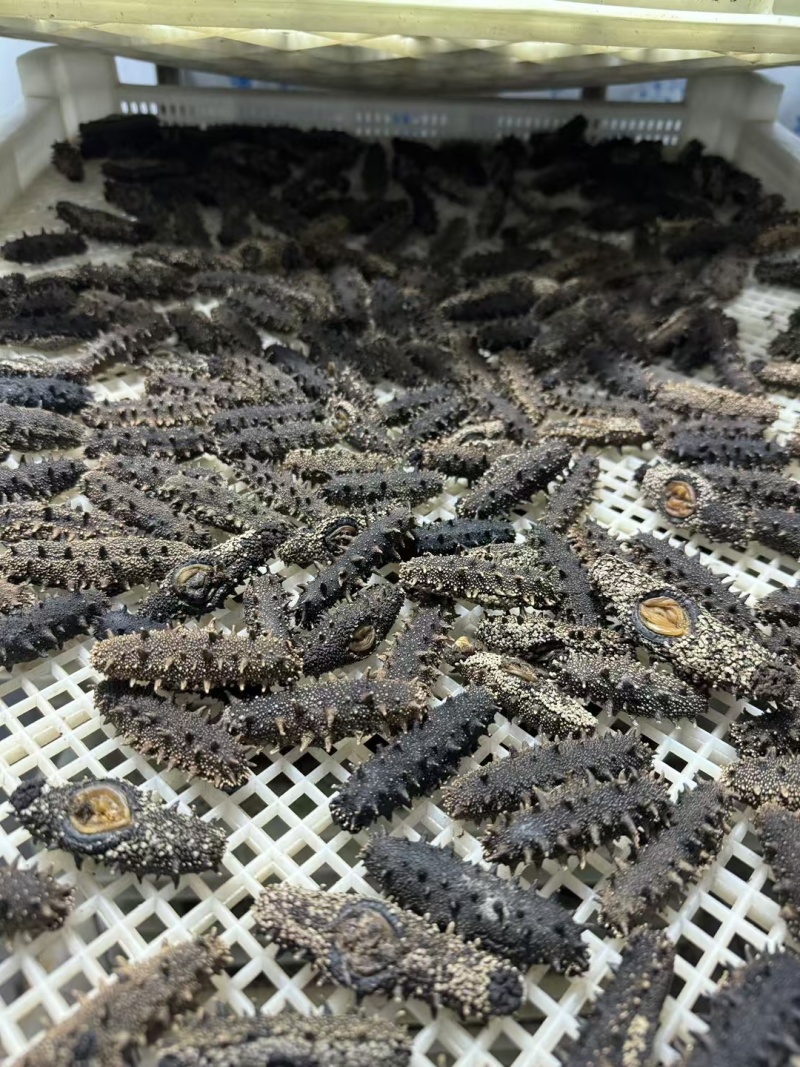 大连辽参多种工艺品种齐全！产地批发价格！品质保证
