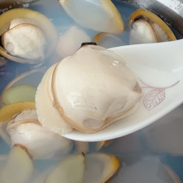 特大野生黄金蚬，黄金蚬锭原材料