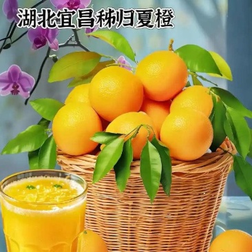 湖北秭归夏橙，花果同期，大器晚橙，果肉脆嫩，纯甜多汁