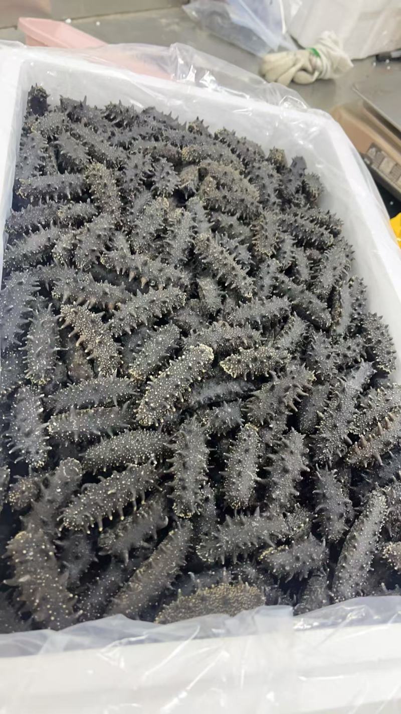 大连辽参多种工艺品种齐全！产地批发价格！品质保证