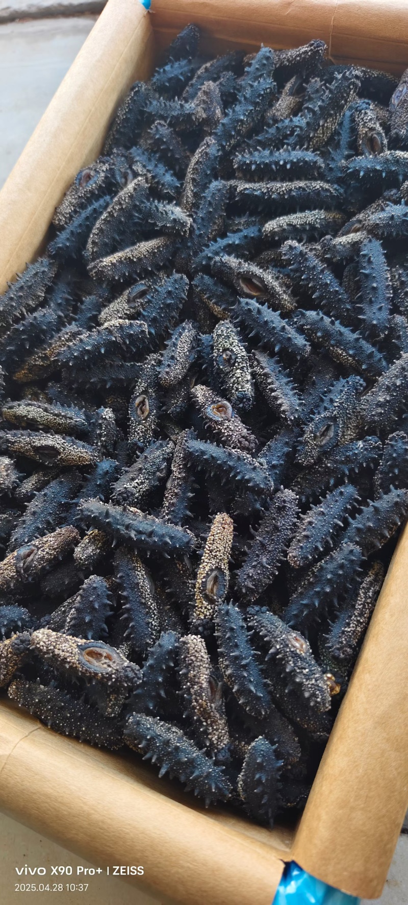 大连辽参多种工艺品种齐全！产地批发价格！品质保证