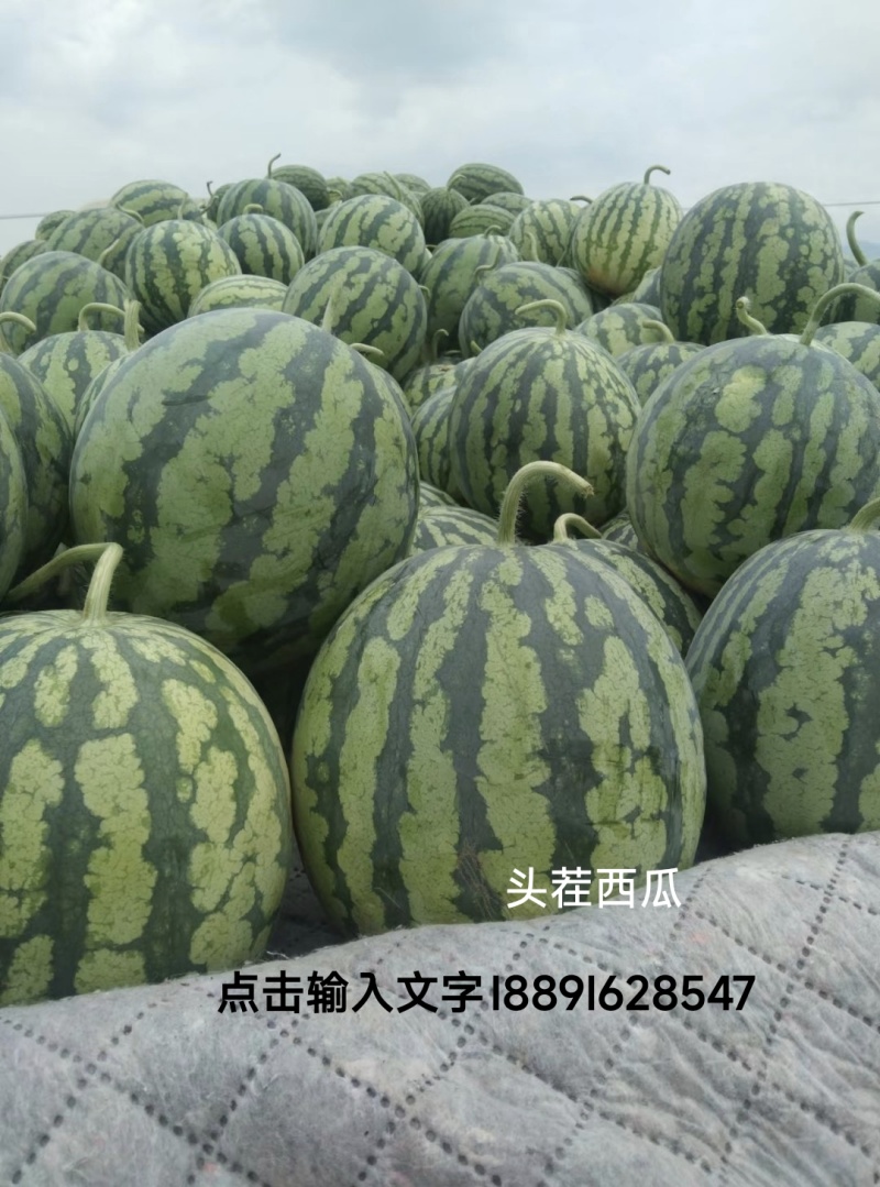美都大棚精品西瓜、果型周正，大小均匀，包熟包甜