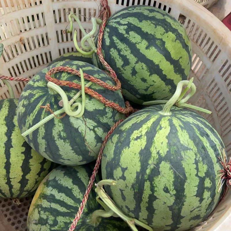 大棚无籽美都已成熟上市，沙地货，口感沙脆要货的老板速联系