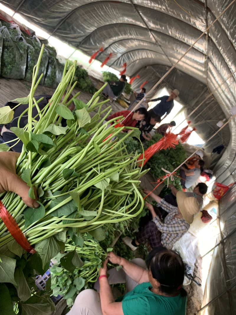 🇨🇳秦薯五号红薯苗、干面、无丝，短蔓型。