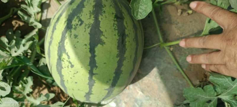 大棚无籽美都已成熟上市，沙地货，口感沙脆要货的老板速联系