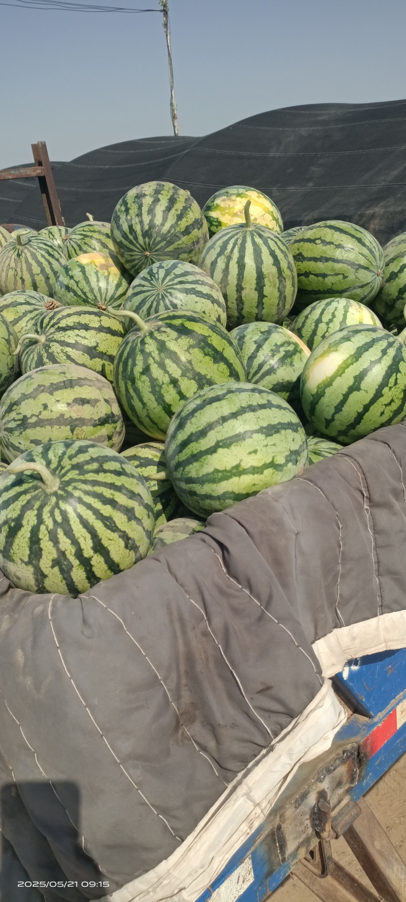 大棚无籽美都已成熟上市，沙地货，口感沙脆要货的老板速联系