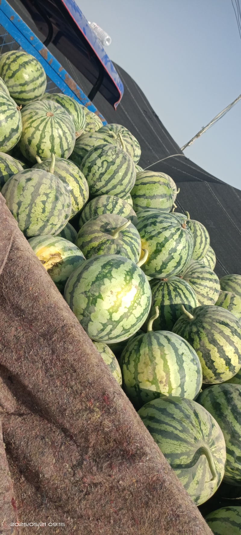 大棚无籽美都已成熟上市，沙地货，口感沙脆要货的老板速联系
