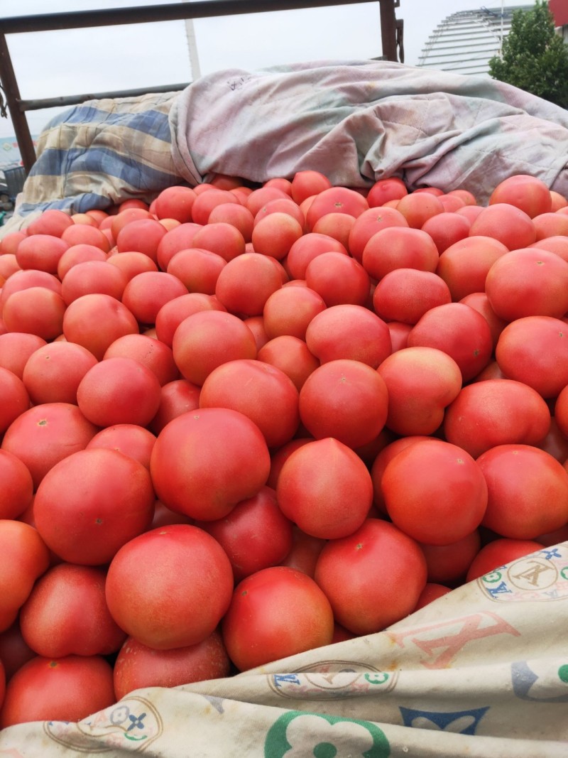 精品西红柿量大质优大量上市