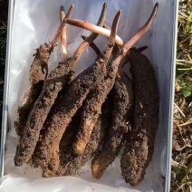川西高原山上现挖野生冬虫夏草