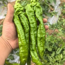 螺丝椒大棚露天都有需要联系我专业代办