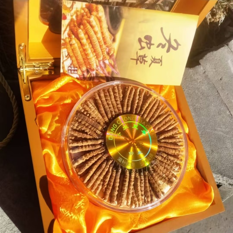 川西高原山上现挖野生冬虫夏草