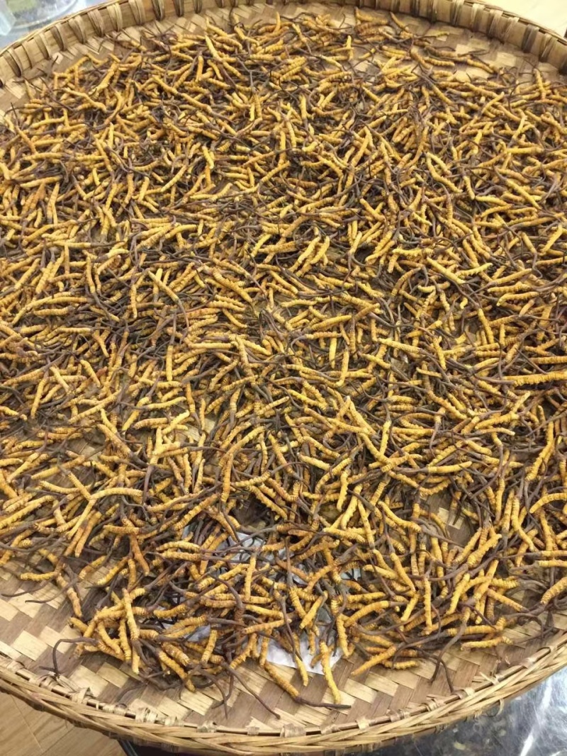 川西高原山上现挖野生冬虫夏草