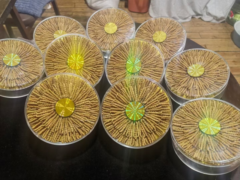 川西高原山上现挖野生冬虫夏草