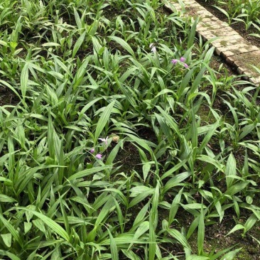 白芨训化苗15到4公分现货100万株。