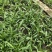 白芨训化苗15到4公分现货100万株。