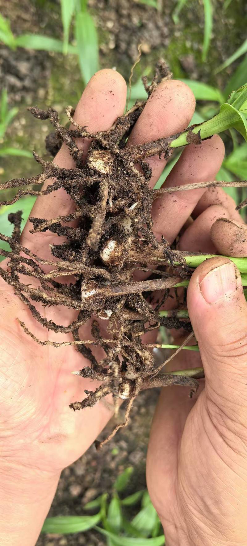 白芨训化苗15到4公分现货100万株。