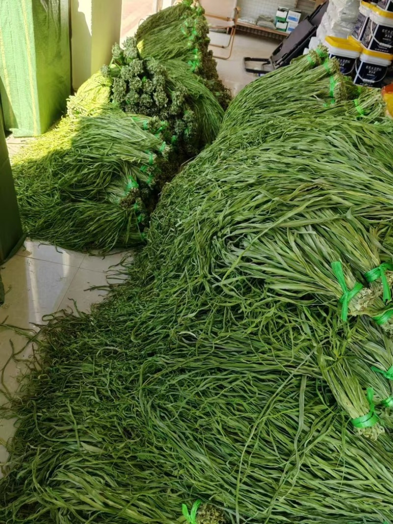 《精品》湖南贡菜品质优爽口口感好可视频看货