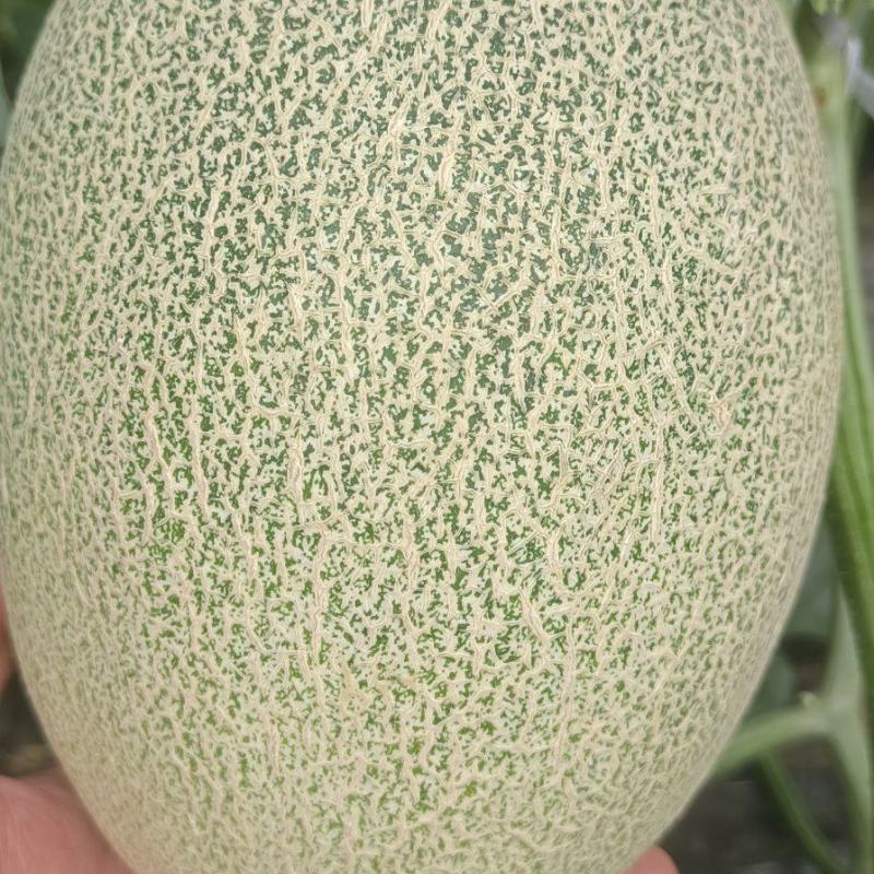 西洲蜜25号凤金6号