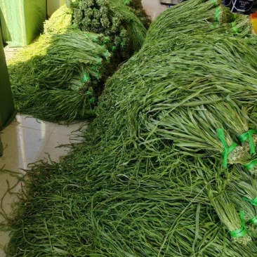 《精品》湖南贡菜品质优爽口口感好可视频看货