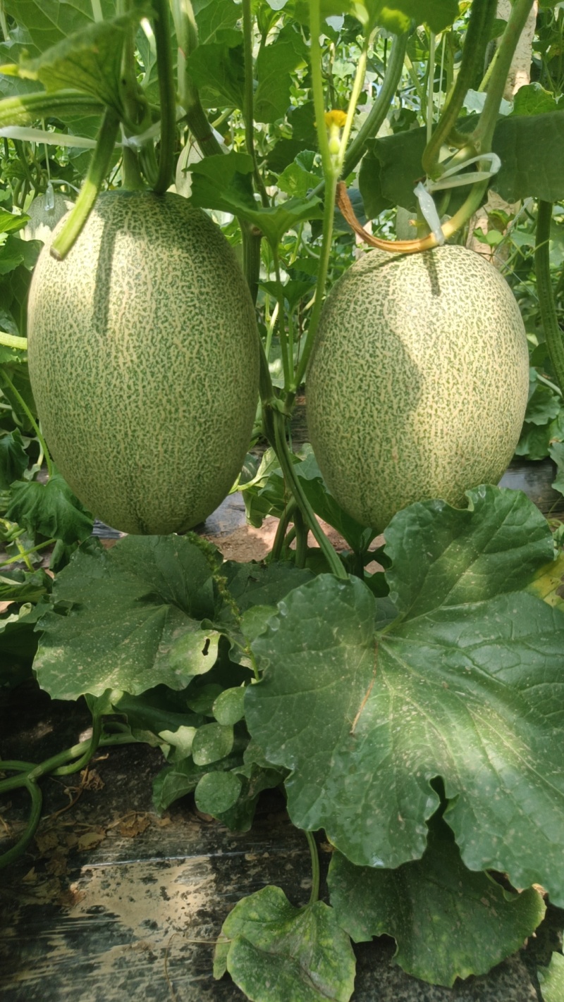 西洲蜜25号凤金6号