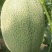 西洲蜜25号凤金6号