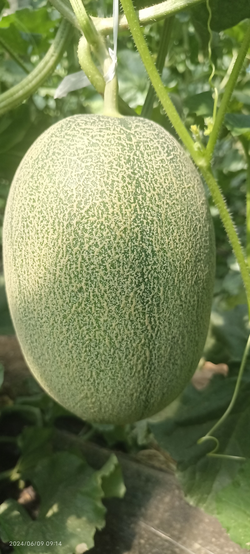 西洲蜜25号凤金6号