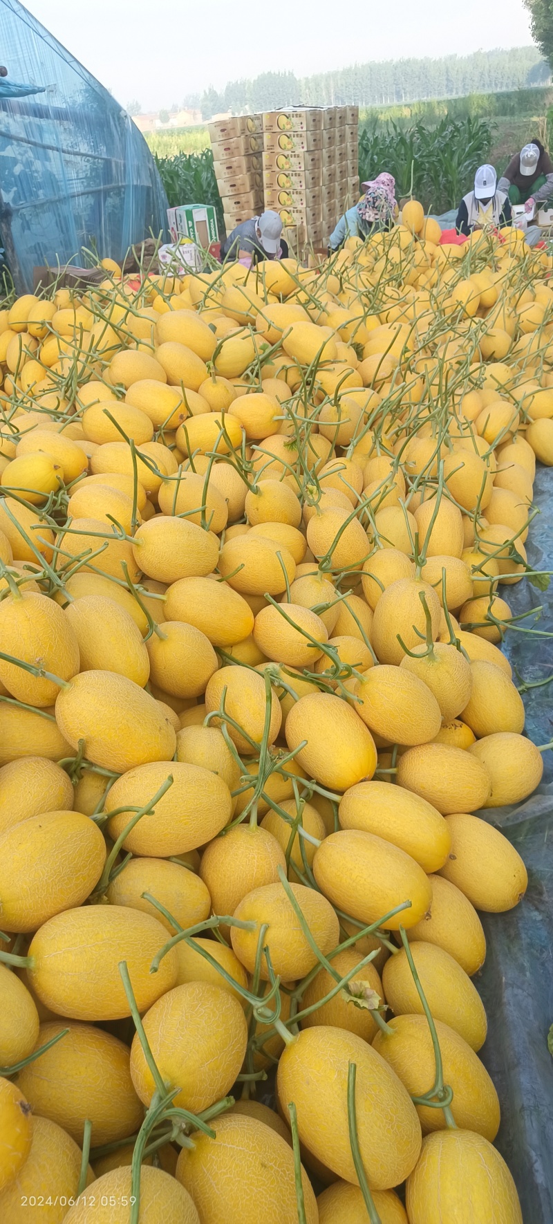 西洲蜜25号凤金6号