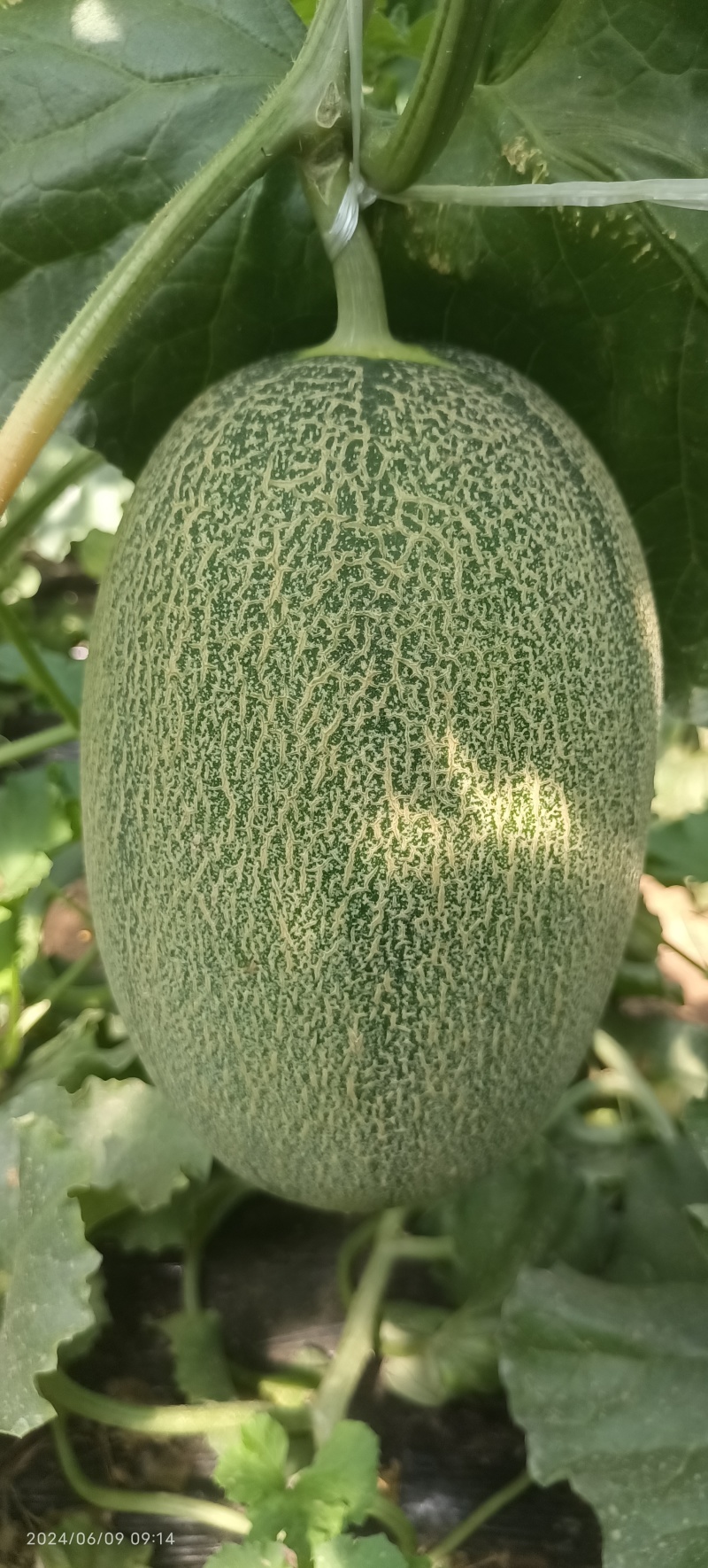 西洲蜜25号凤金6号